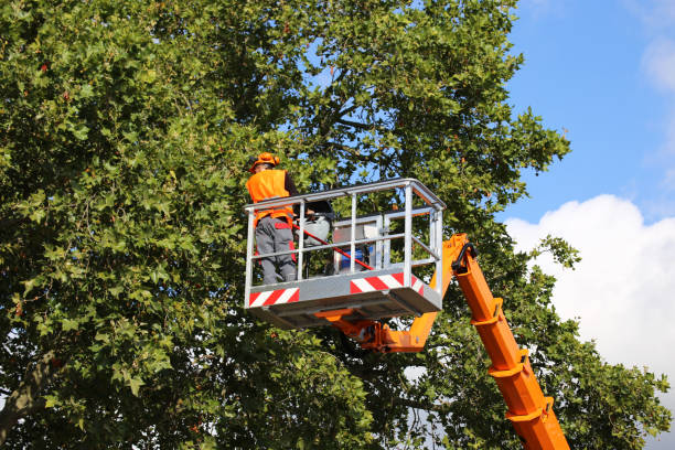 Best Commercial Tree Services  in Port St Joe, FL