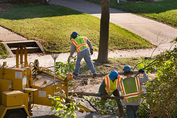 Best Utility Line Clearance  in Port St Joe, FL